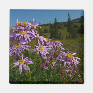 Aimant Fleurs d'aster violet au Mont Rainier