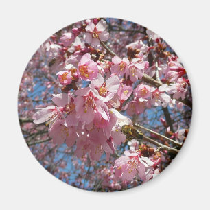 Aimant Fleurs de cerisier et fleurs de printemps roses d'