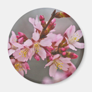 Aimant Fleurs de cerisier japonaises roses sur un ciel gr