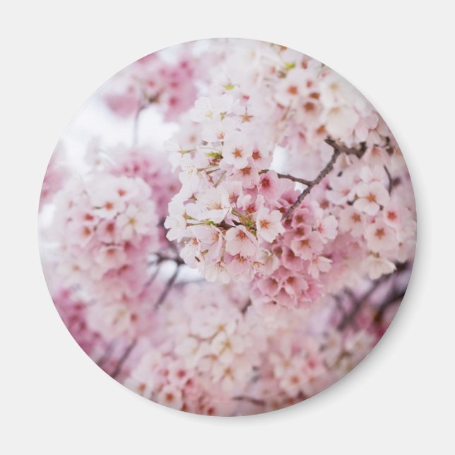 Aimant Fleurs de cerisiers (Devant)