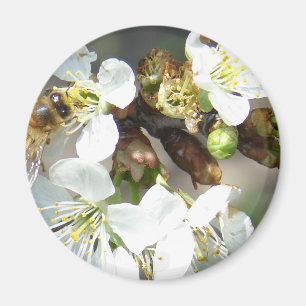 Aimant Fleurs de cerisiers et abeilles