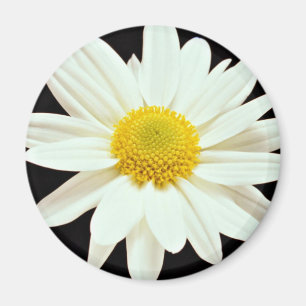 Aimant Fleurs de chrysanthème de marguerite blanche