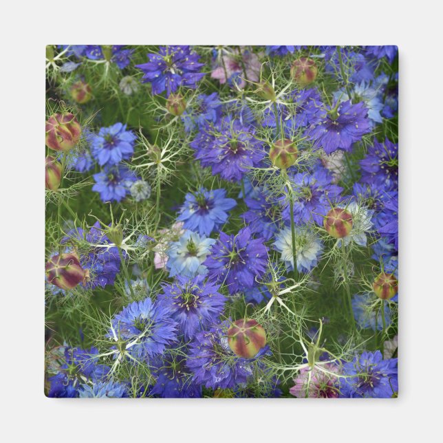 Aimant Fleurs de corail bleu (Devant)
