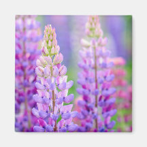 Aimant Fleurs de Lupin Pourpre