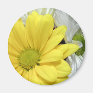 Aimant Fleurs de marguerites jaunes blancs Photo