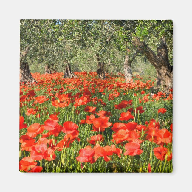 Aimant Fleurs de pavot rouge sous les vieux oliviers (Devant)