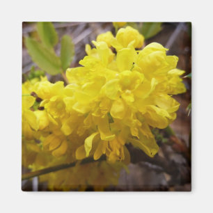 Aimant Fleurs de raisins de l'Oregon Fleurs sauvages jaun