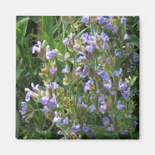 Aimant Fleurs de Sage Bleu