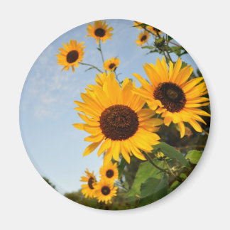 Aimant Fleurs de soleil sauvages