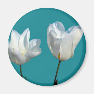 Aimant fleurs de tulipes blanches sur fond bleu aqua