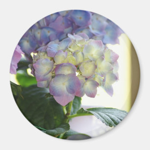 Aimant Fleurs d'hortensia
