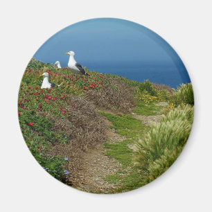 Aimant Fleurs et mouettes sur l'île d'Anacapa