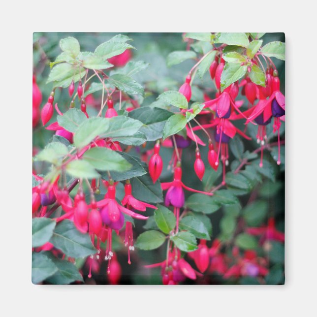 Aimant Fleurs Fuchsia en rouge violet (Devant)