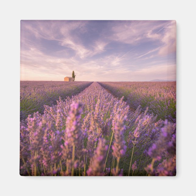 Aimant Fleurs | Lavande Sud France (Devant)