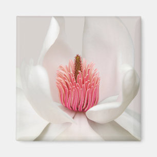 Aimant Fleurs Magnolia blanche