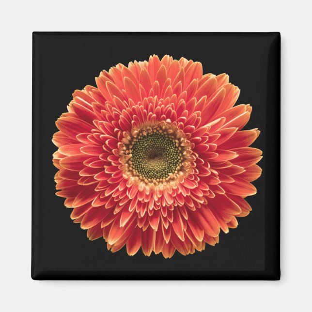 Aimant Fleurs | Orange Gerbera Daisy (Devant)
