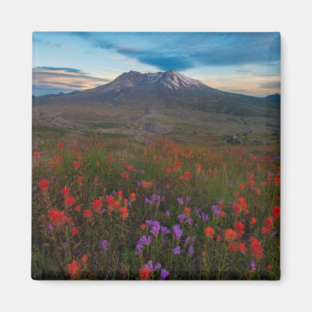 Aimant Fleurs | Pinceau indien & Penstemon (Devant)