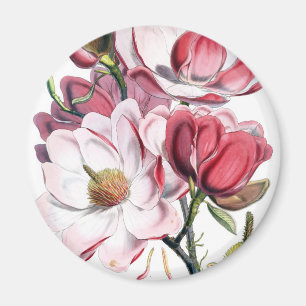Aimant Fleurs roses de magnolia
