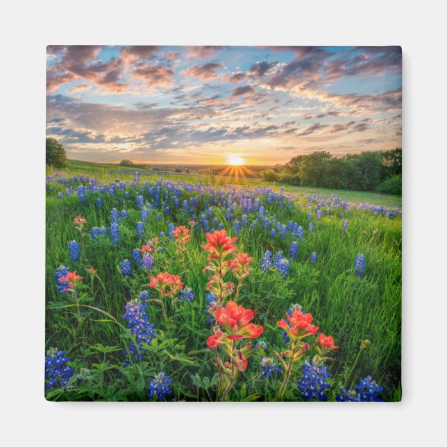 Aimant Fleurs | Texas Bluebonnets & Indian Paintbrush (Devant)