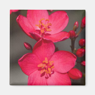Aimant Fleurs tropicales rouges et roses de Fidji