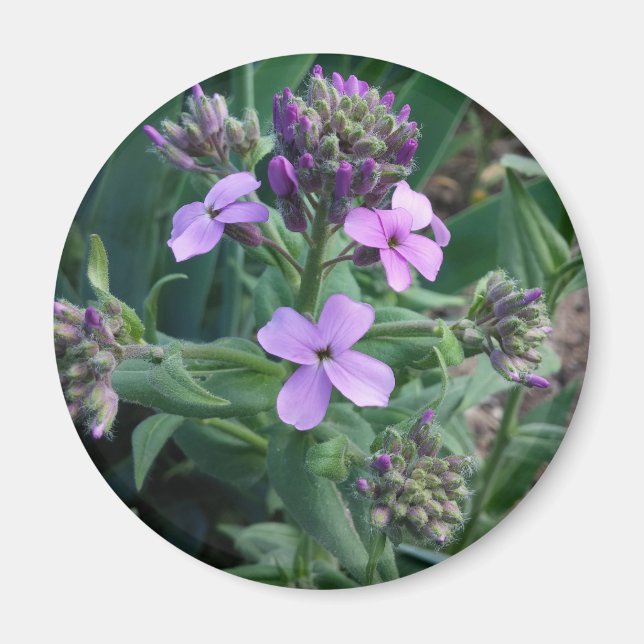 Aimant Fleurs violettes (Devant)