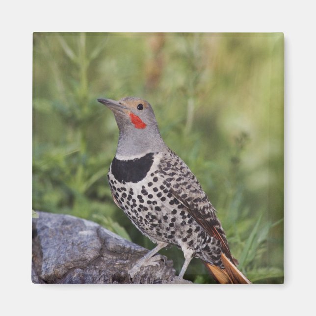 Aimant Flicker du Nord, ColMatiauratus, Red shafted (Devant)