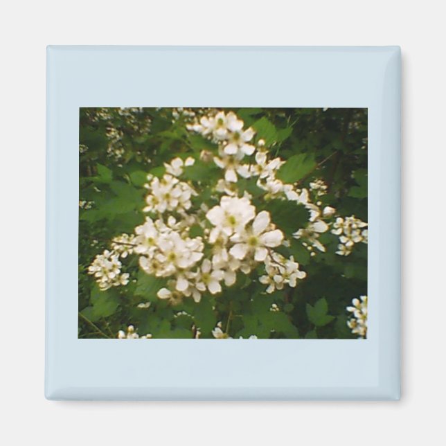 Aimant Floraison de mûre (Devant)