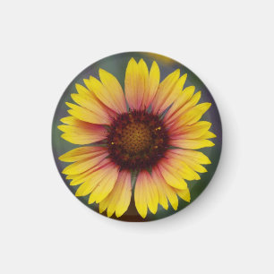 Aimant floral de marguerite jaune mignonne