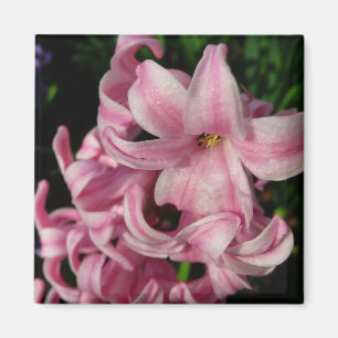 Aimant Floral Pink Hyacinth