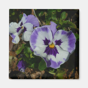 Aimant Floral Purple and White Pansies