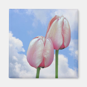 Aimant floral rose de ciel bleu de tulipes