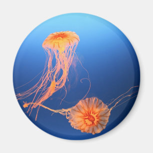 Aimant Flottement ensemble