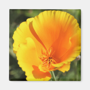 Aimant Flower of California poppy