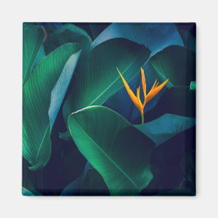 Aimant Flowers Bird of Paradise