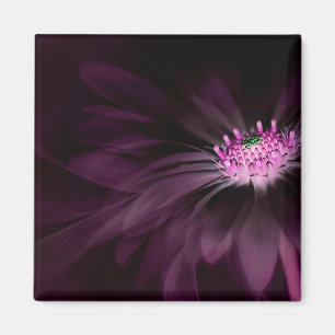 Aimant Flowers (homonymie)   Daisy