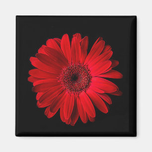 Aimant Flowers (homonymie)   Gerbera