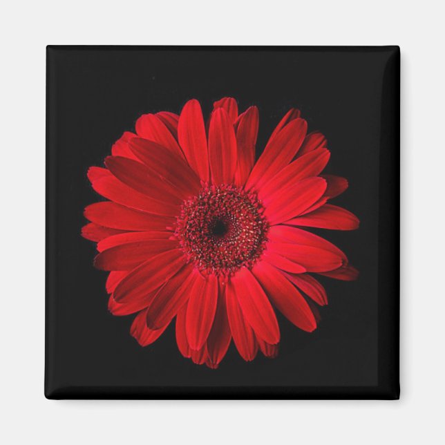 Aimant Flowers (homonymie) | Gerbera (Devant)