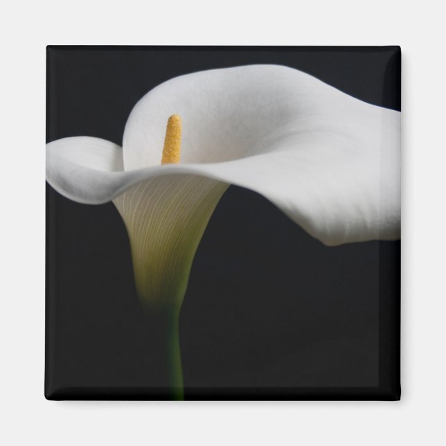 Aimant Flowers (homonymie) | White Calla Lily (Devant)