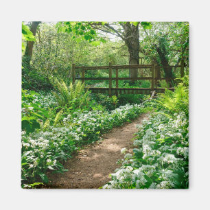 Aimant Flowers   White Wildflowers in Forest
