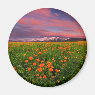 Aimant Flowers   Wildflower Field Snowcapped Mountains