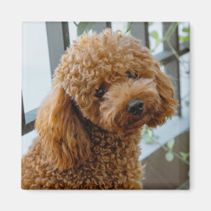 Aimant Fluffy Brown Poodle Chien chiot