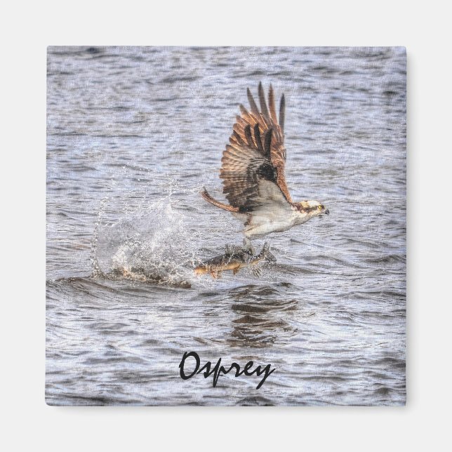 Aimant Flying Osprey & Fish HDR Wildlife Photo Don (Devant)