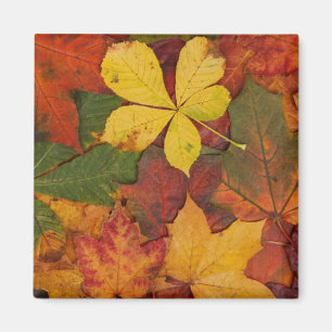 Aimant Folithe d'automne