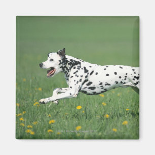 Aimant Fonctionnement dalmatien