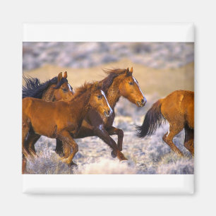 Aimant Fonctionnement de chevaux