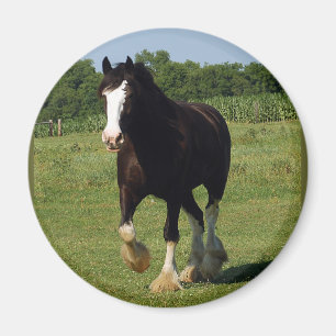 Aimant Fonctionnement de Clydesdale