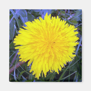 Aimant fondé de soleil