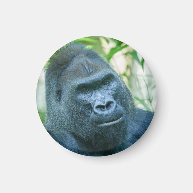 Aimant Force inébranlable Silverback Gorilla Kito (Devant)
