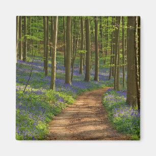 Aimant Forest Bluebell Forest en Belgique