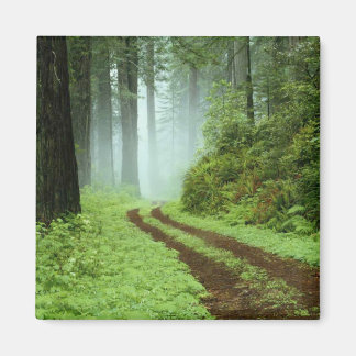 Aimant Forêt